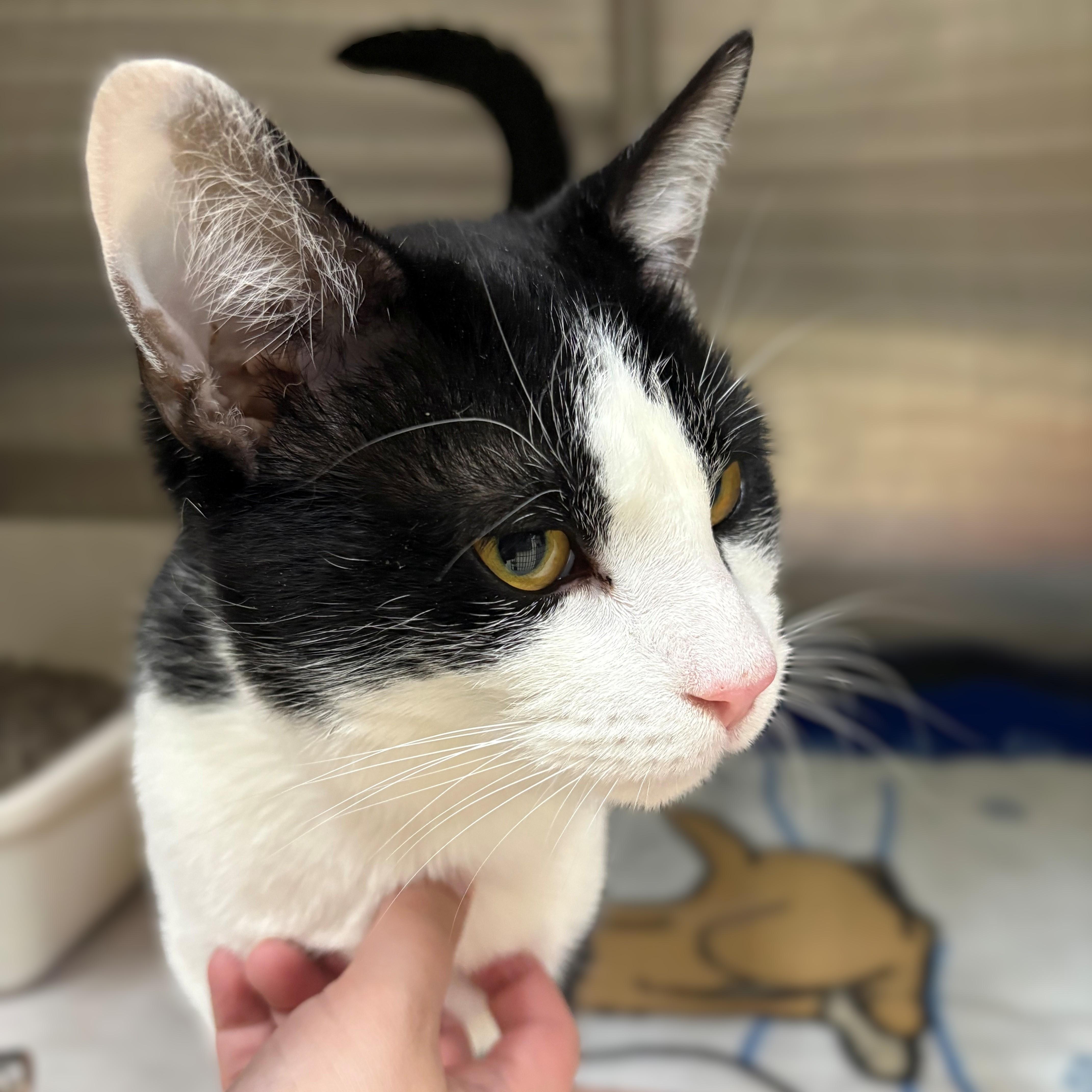 Enlarge Bandit- #50352, a ADOPTABLE Domestic Short Hair in Columbia, MD image 1/3