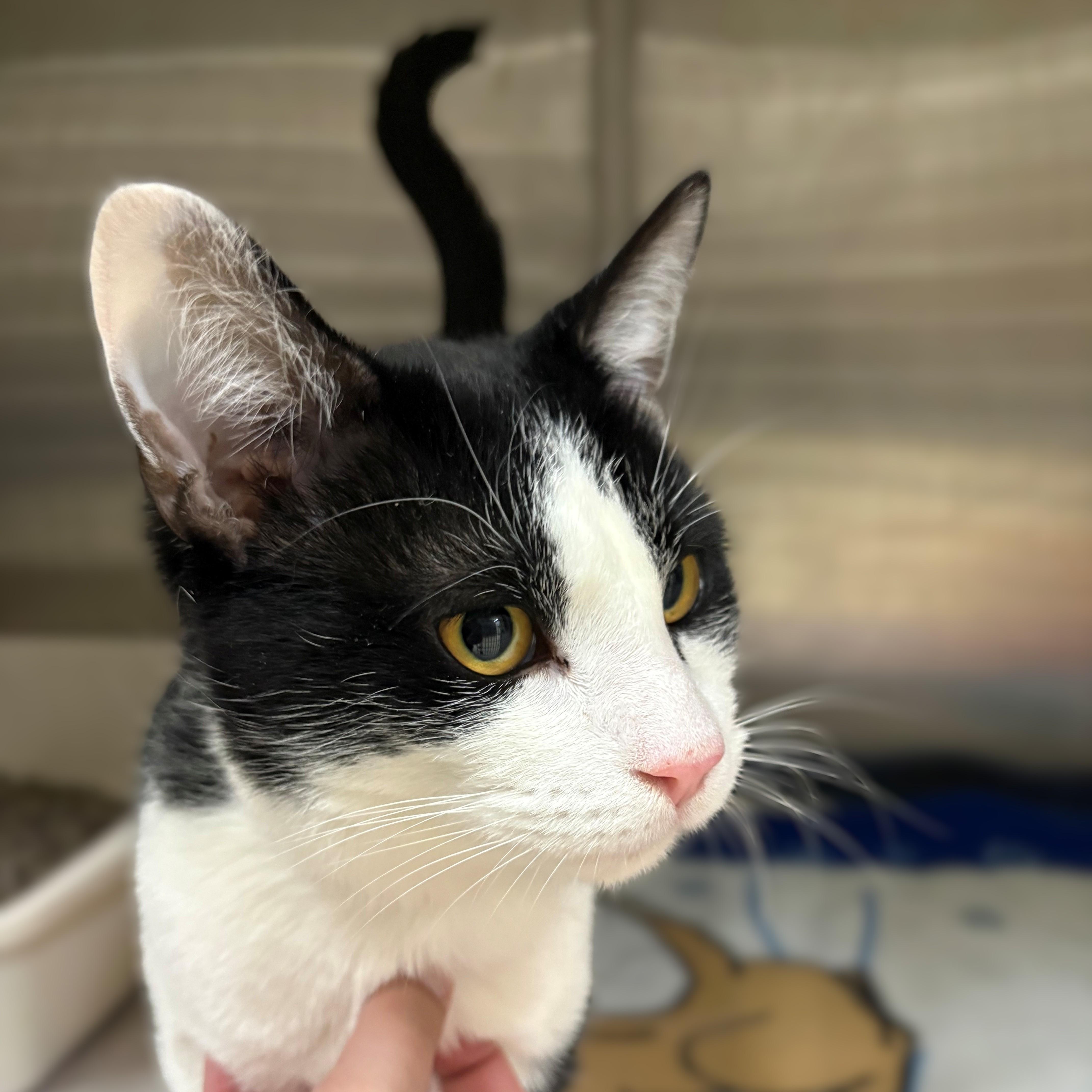 Enlarge Bandit- #50352, a ADOPTABLE Domestic Short Hair in Columbia, MD image 3/3