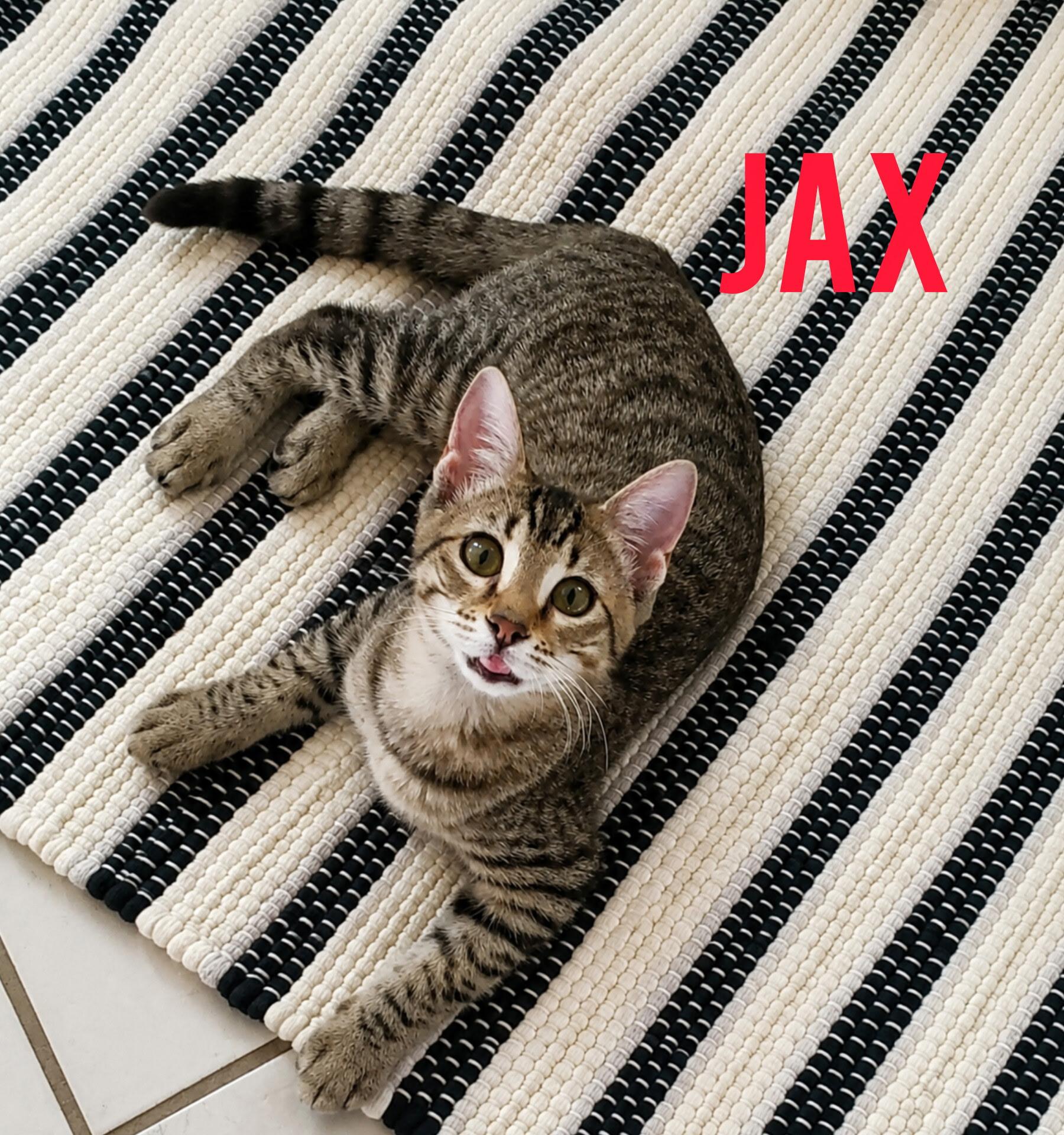 Jax, Adopted, Kitten Male Tabby & Domestic Short Hair.
