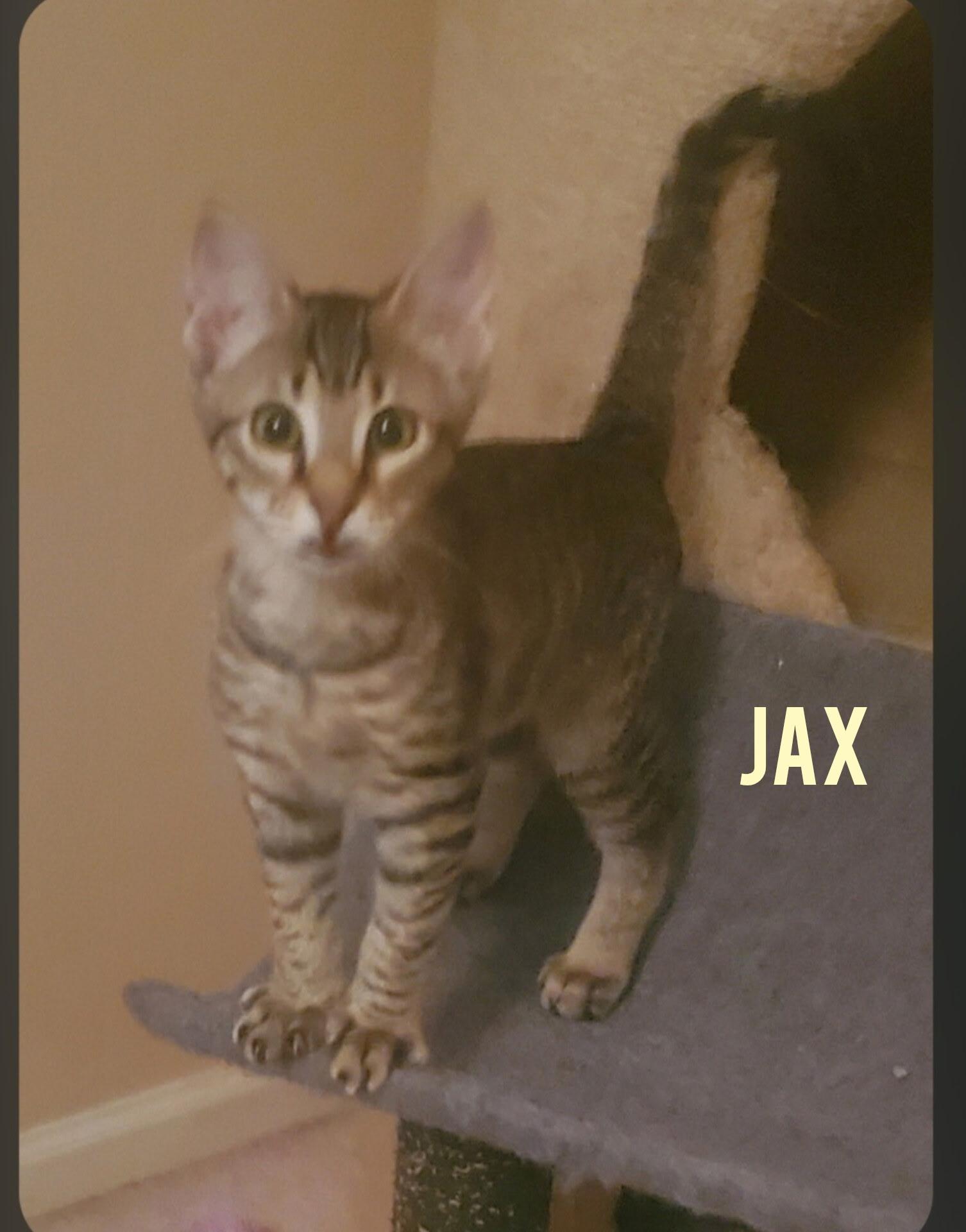 Enlarge Jax, a Adopted mixed breed in Essex, CT image 2/2