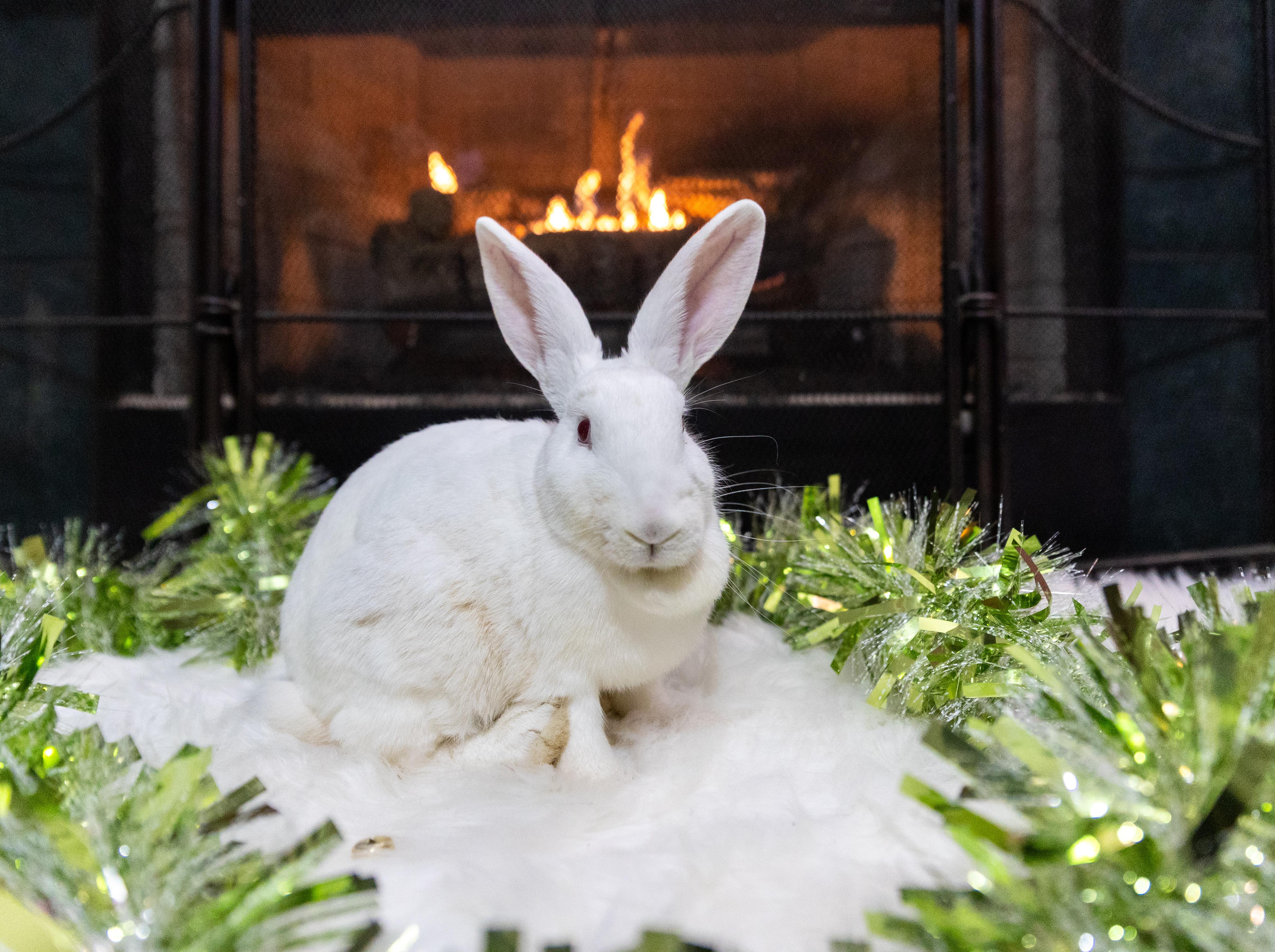 Idgie, Adoptable, Adult Female New Zealand.