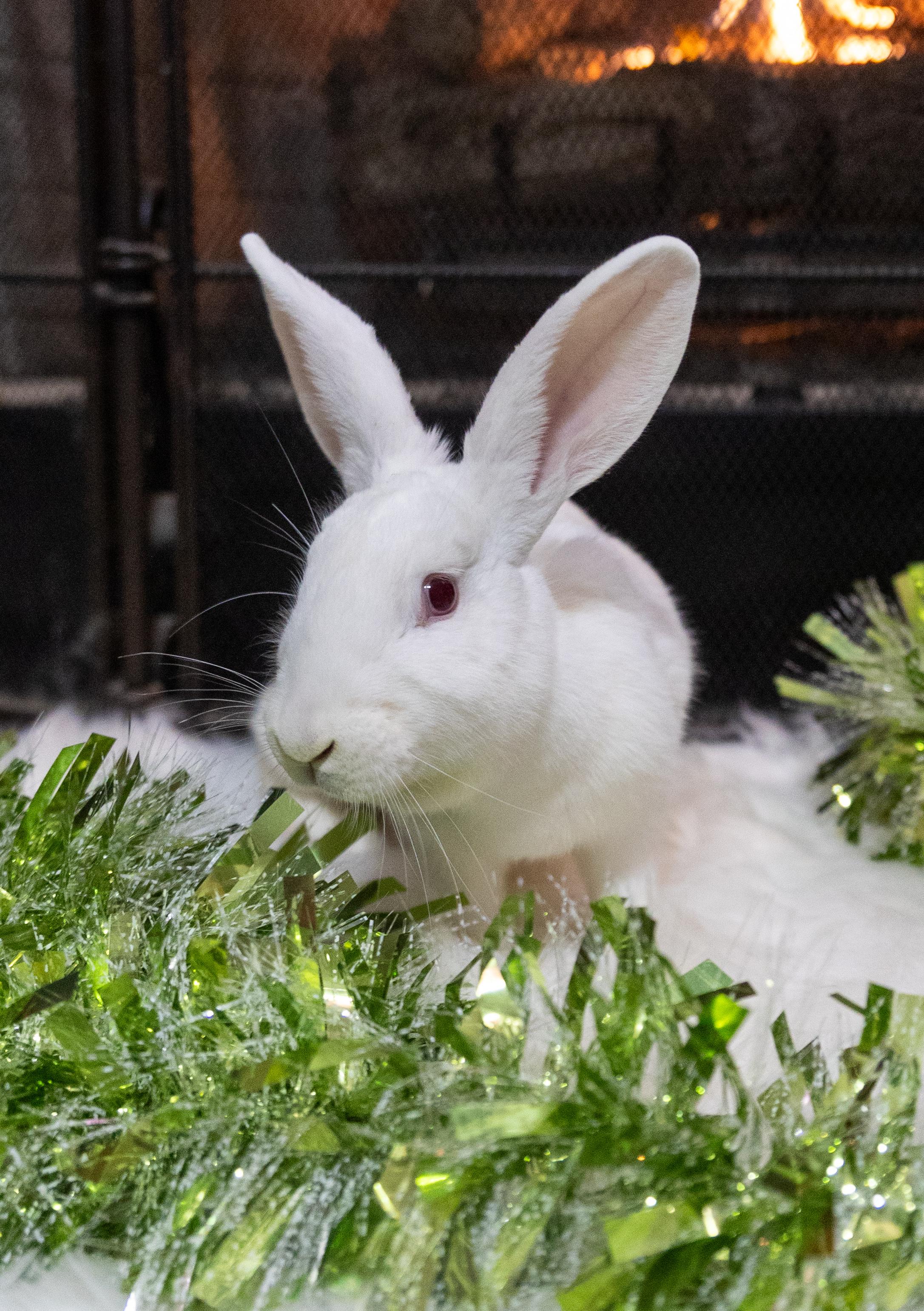 Idgie, a Adoptable New Zealand in North Little Rock, AR image 2/3