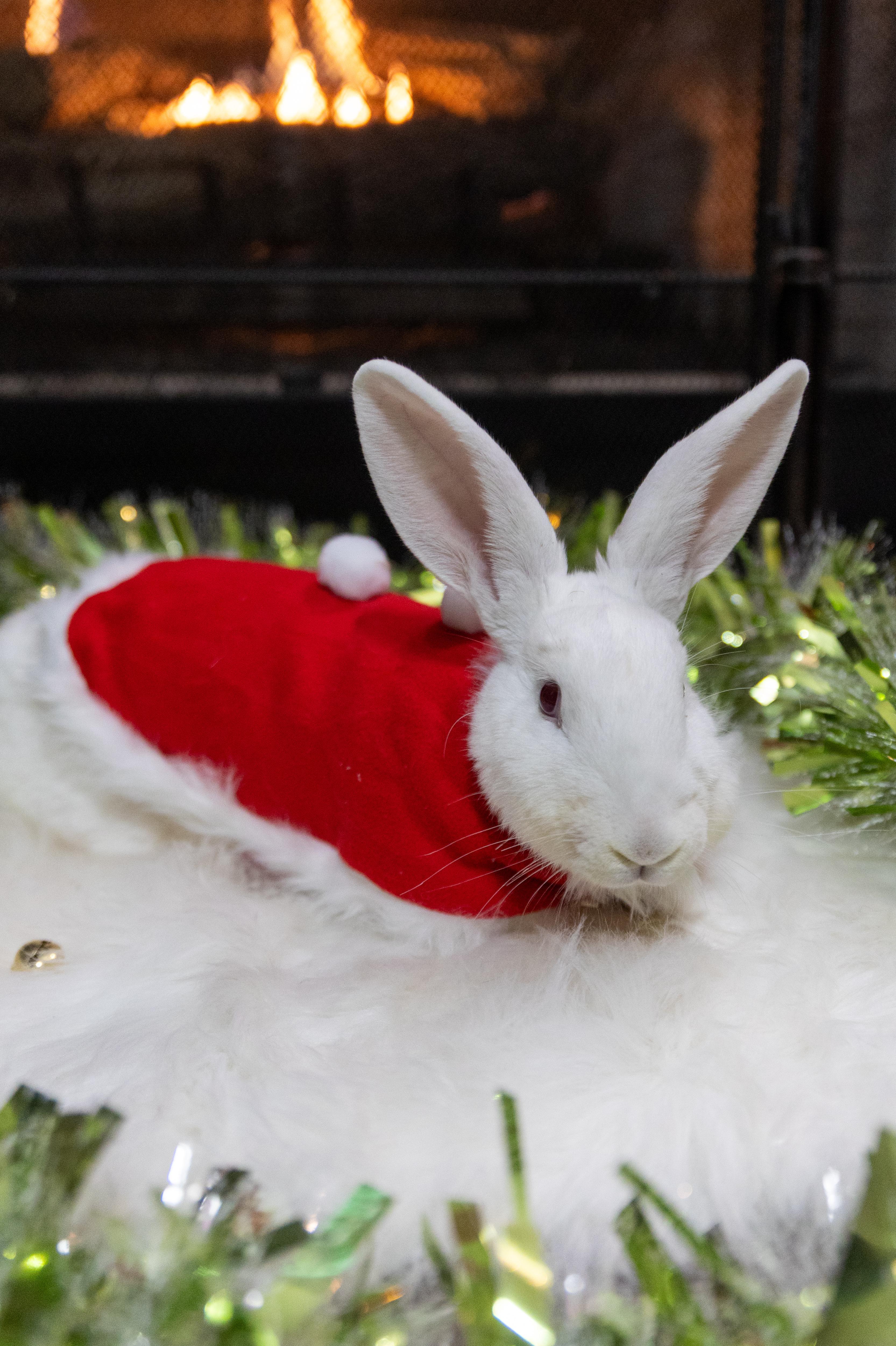 Idgie, a Adoptable New Zealand in North Little Rock, AR image 3/3