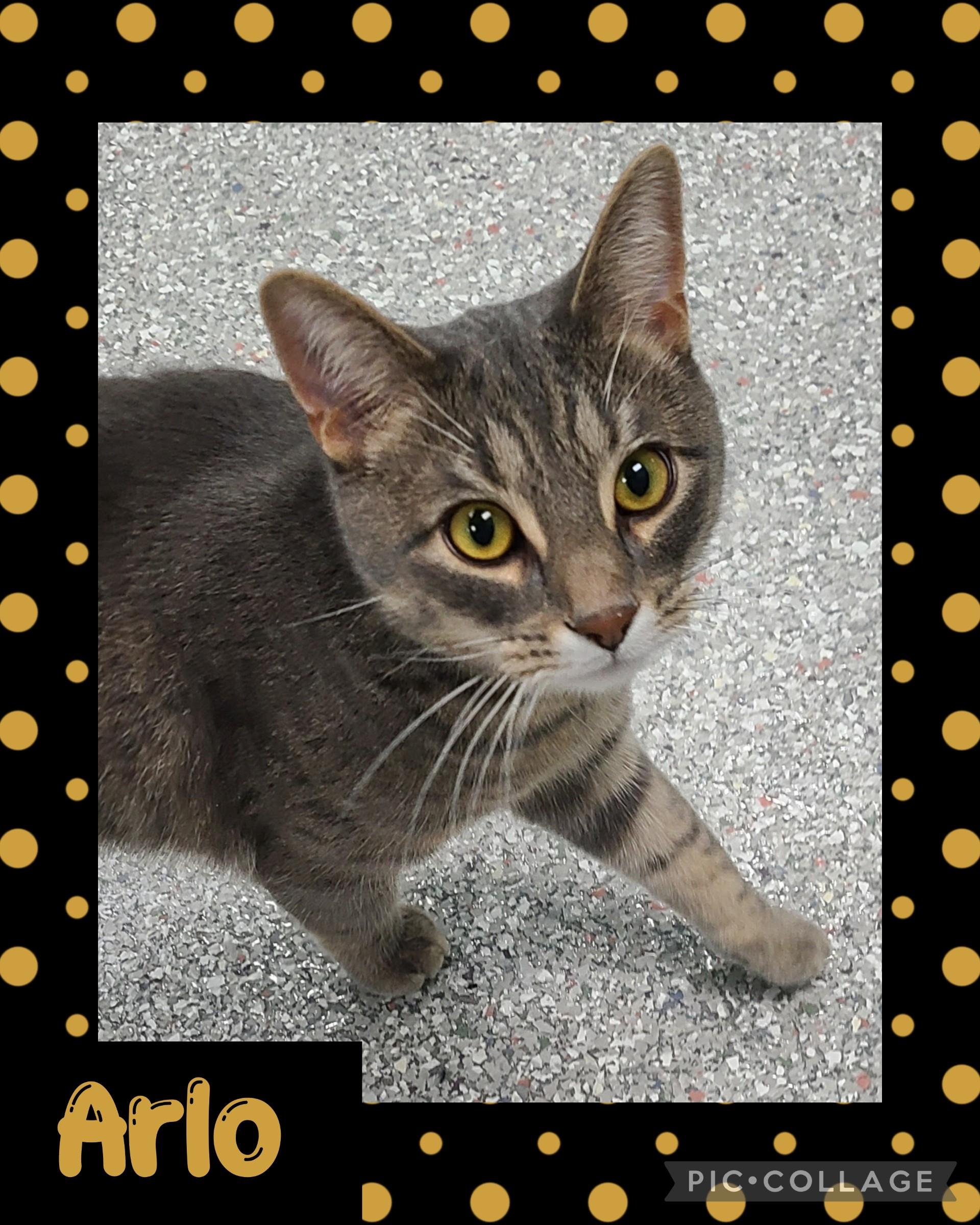 Enlarge Arlo, a ADOPTABLE Domestic Short Hair in Iron River, MI image 1/1