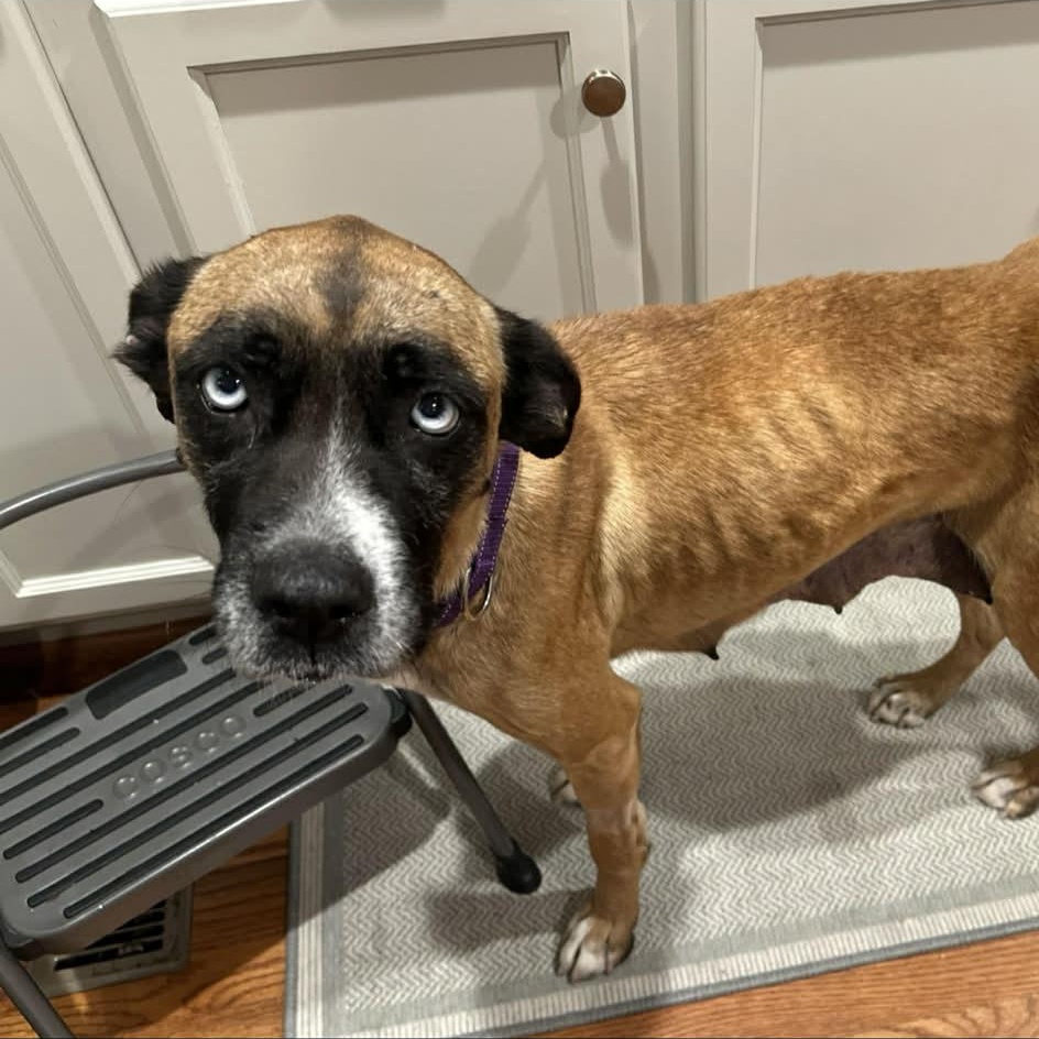 Enlarge Blue, a Adoptable mixed breed in Richmond, VA image 6/6