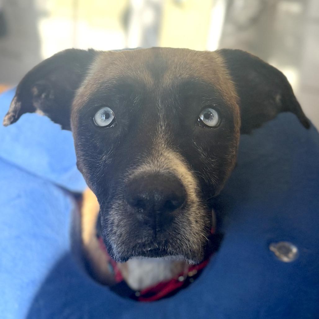 Enlarge Blue, a Adoptable mixed breed in Richmond, VA image 3/6