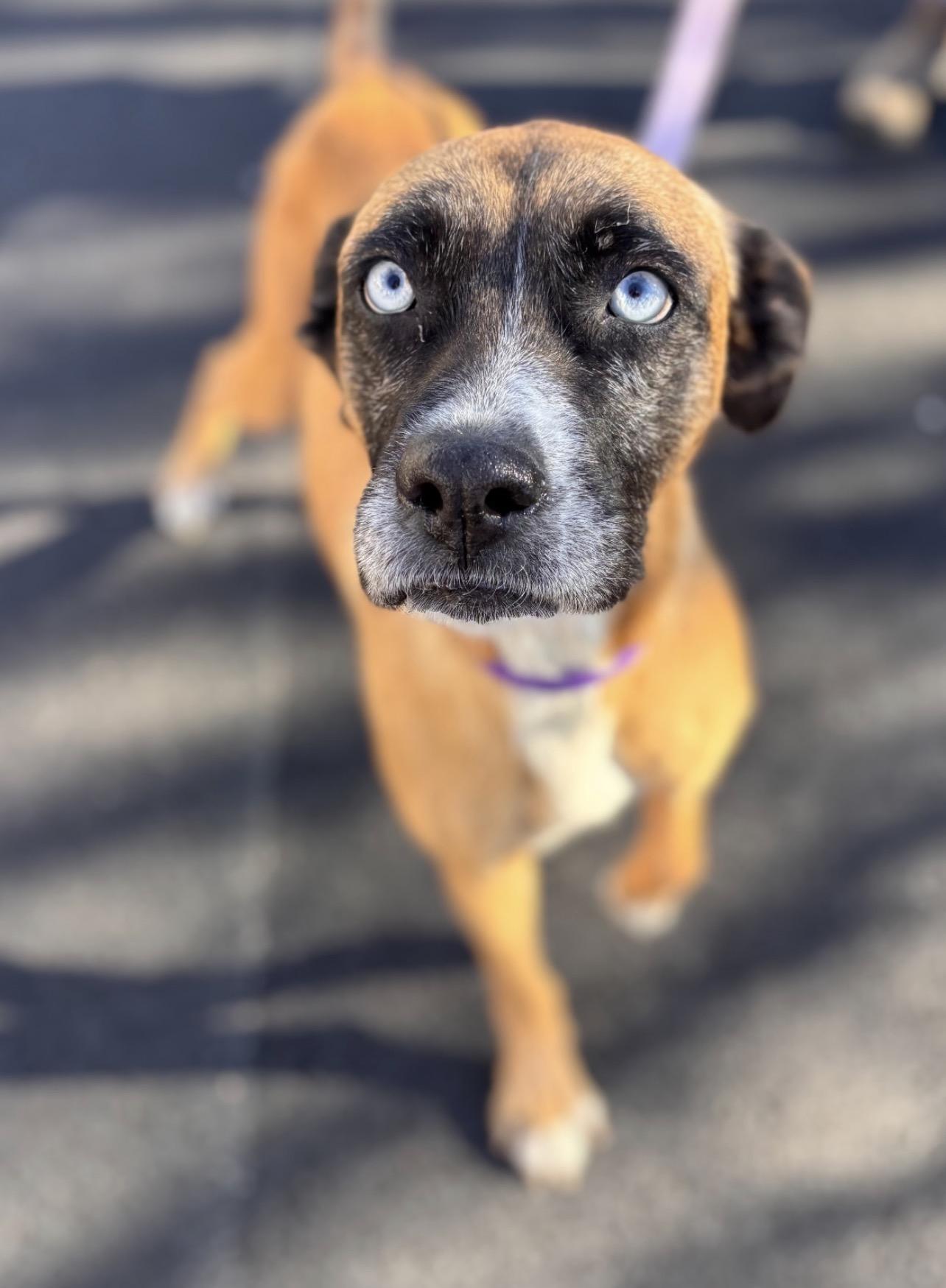 Enlarge Blue, a Adoptable mixed breed in Richmond, VA image 2/6