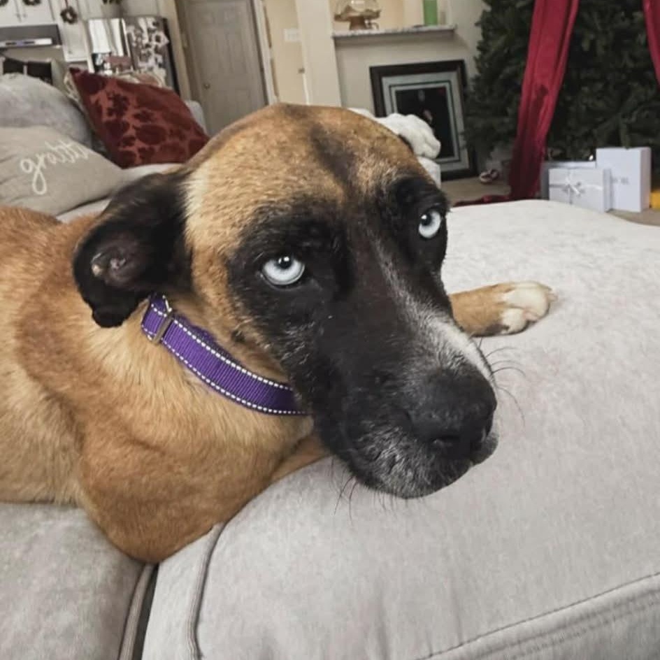 Enlarge Blue, a Adoptable mixed breed in Richmond, VA image 4/6