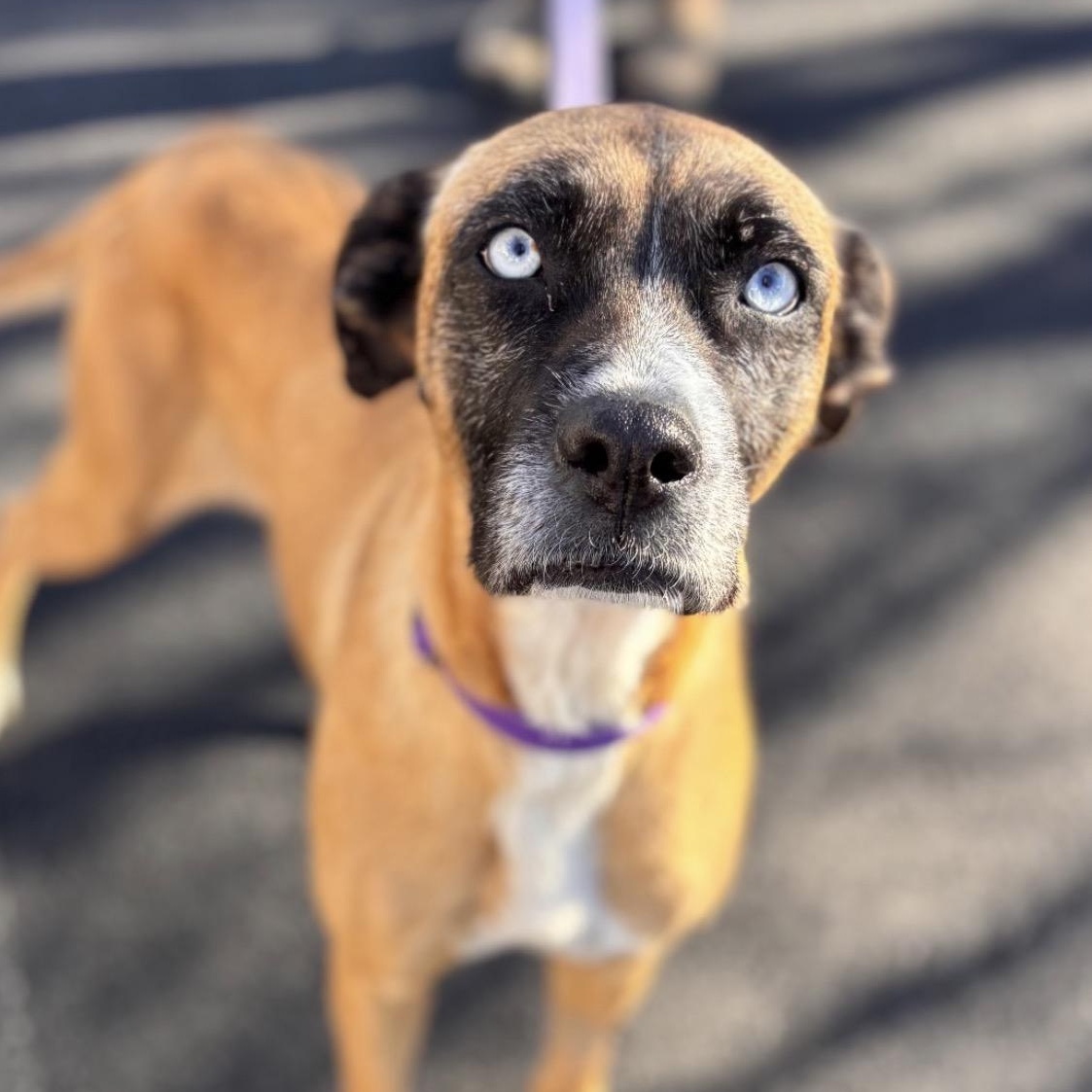 Enlarge Blue, a Adoptable mixed breed in Richmond, VA image 1/6