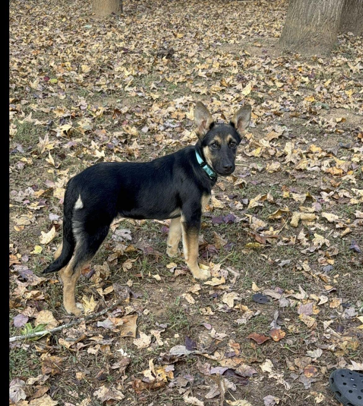 Dog for adoption - Boo, a German Shepherd Dog Mix in Kannapolis, NC ...