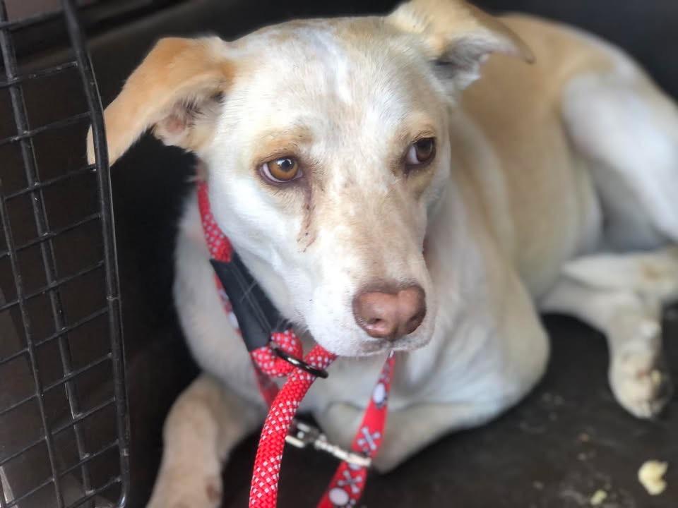 Enlarge Julia, a Adopted mixed breed in Waynesboro, TN image 1/1