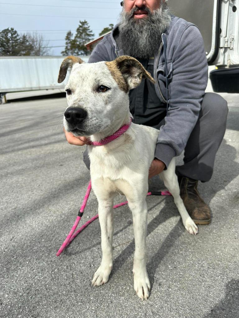 Stuffing, Adoptable, Young Male Australian Cattle Dog / Blue Heeler & Mixed Breed.