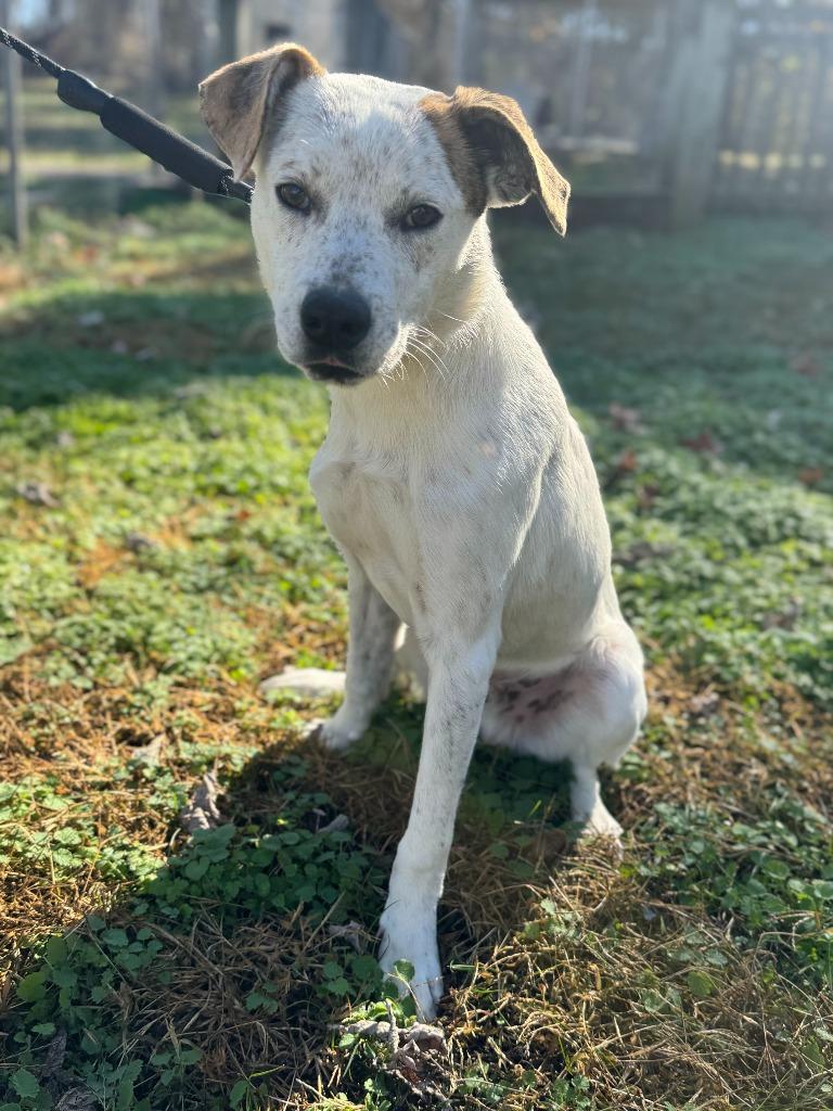 Enlarge Stuffing, a Adoptable mixed breed in Russellville, KY image 2/6