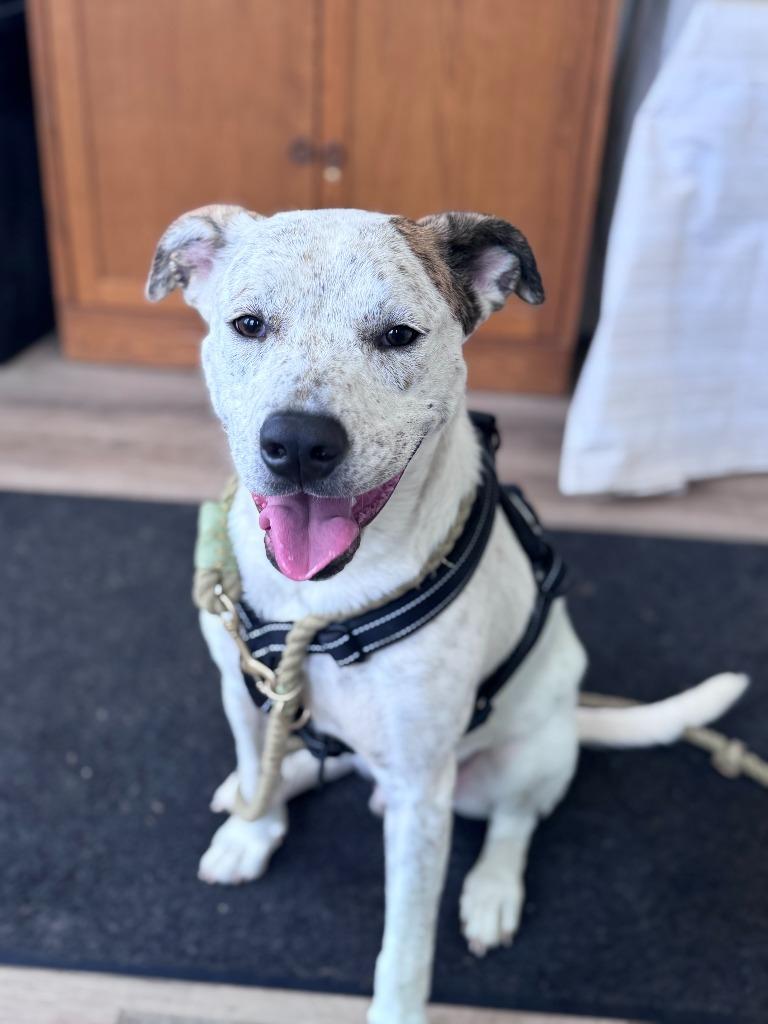 Enlarge Stuffing, a Adoptable mixed breed in Russellville, KY image 3/6