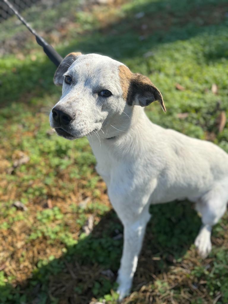 Enlarge Stuffing, a Adoptable mixed breed in Russellville, KY image 4/6