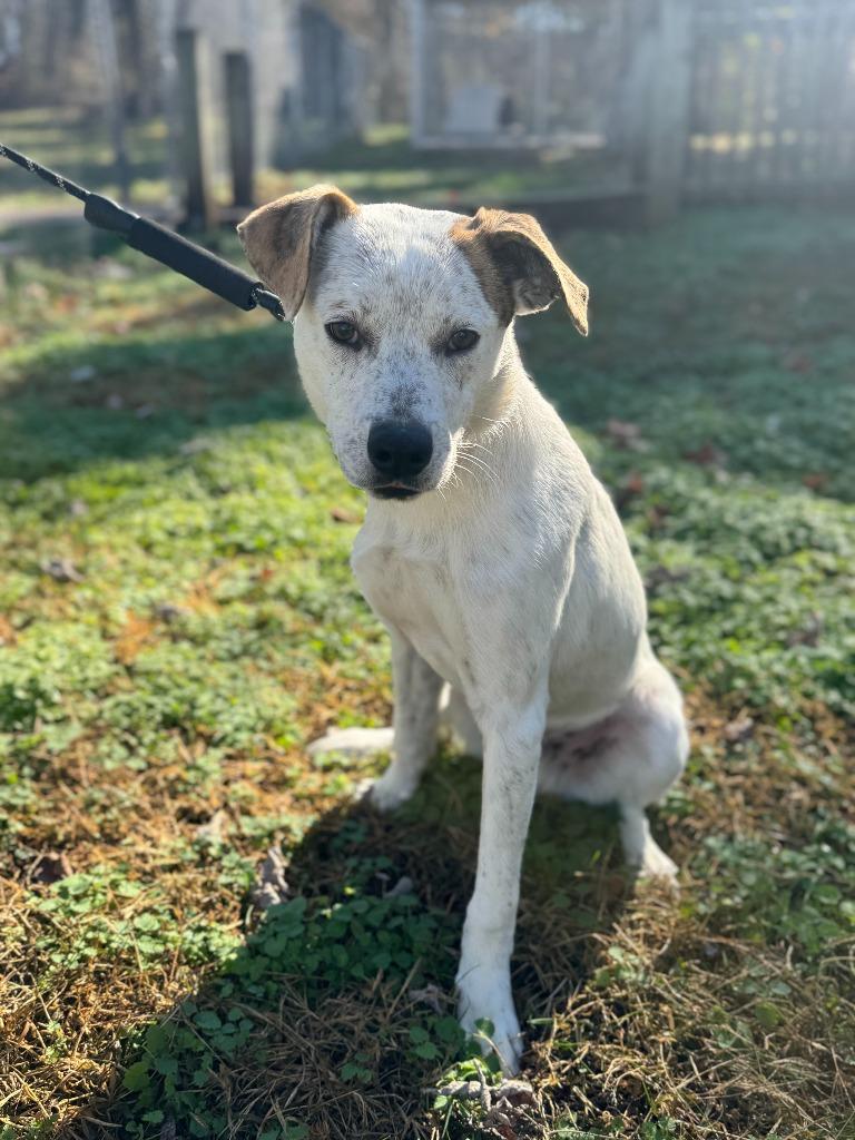 Enlarge Stuffing, a Adoptable mixed breed in Russellville, KY image 5/6