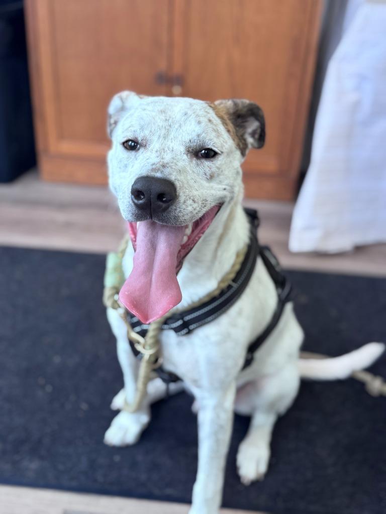 Enlarge Stuffing, a Adoptable mixed breed in Russellville, KY image 6/6