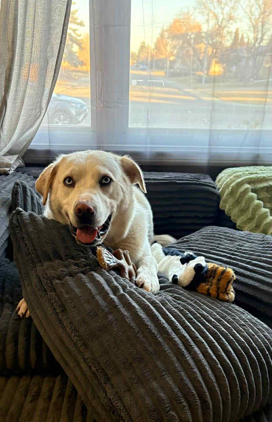 Enlarge Dio, a Adoptable mixed breed in Edmonton, AB image 1/6