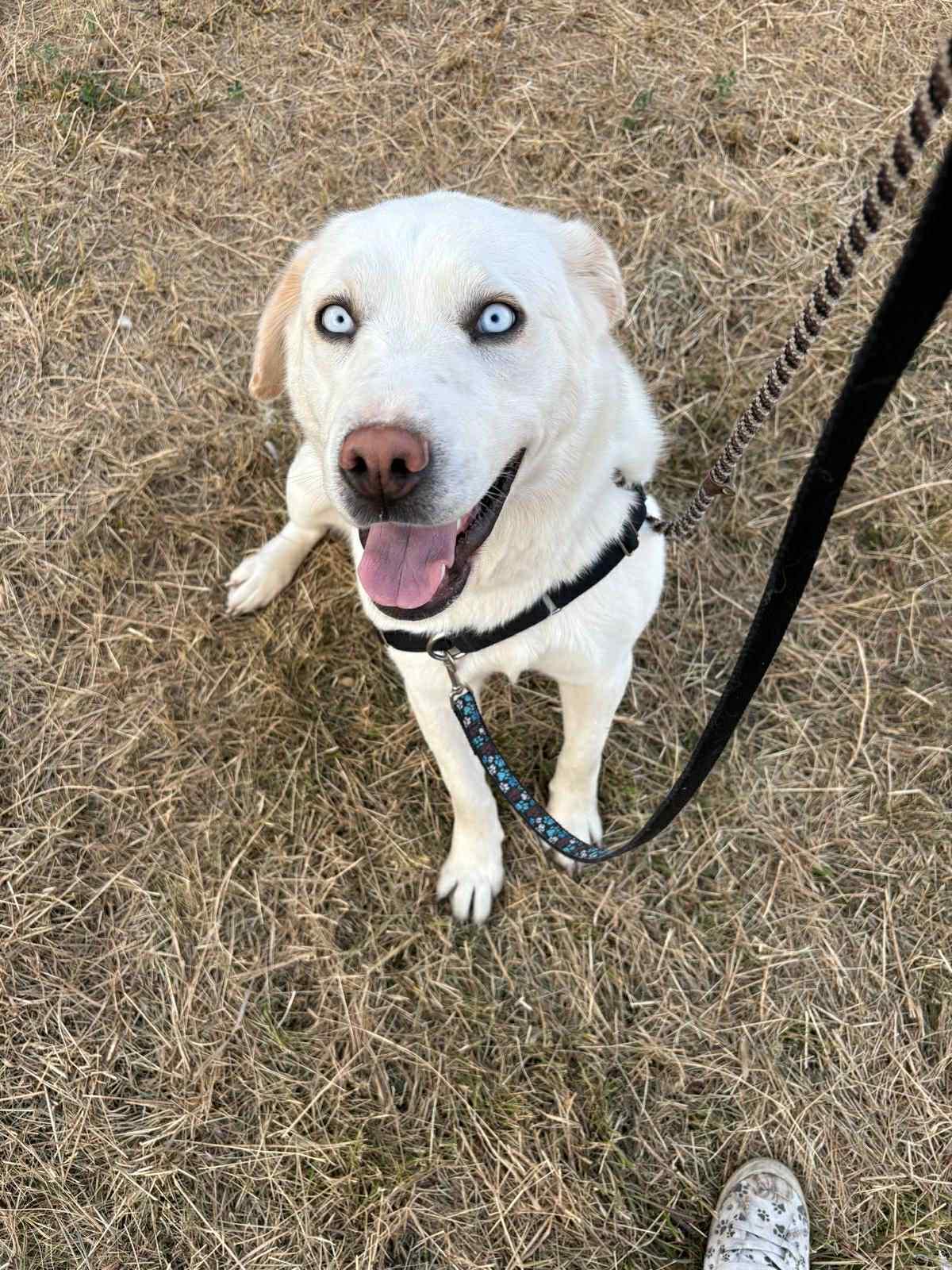 Enlarge Dio, a Adoptable mixed breed in Edmonton, AB image 2/6