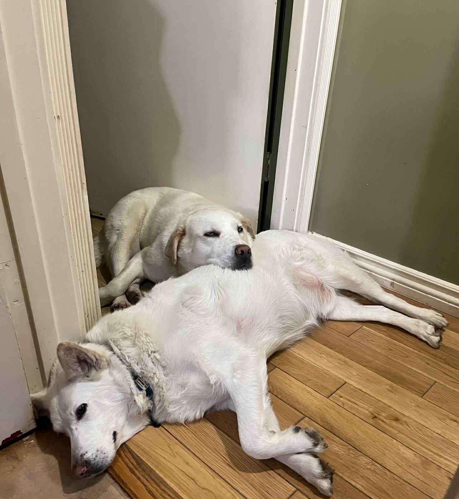 Enlarge Dio, a Adoptable mixed breed in Edmonton, AB image 3/6