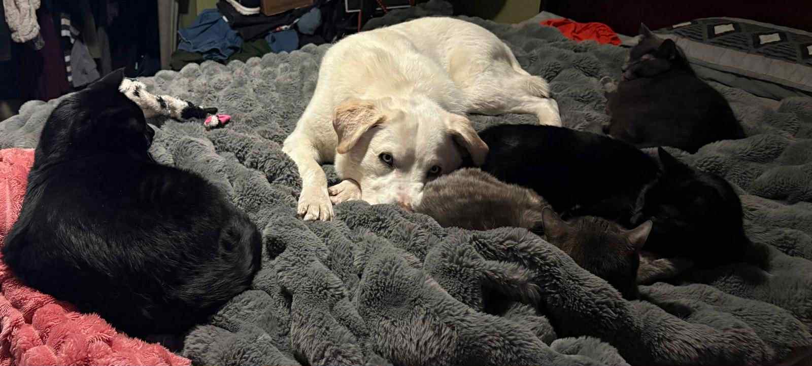 Enlarge Dio, a Adoptable mixed breed in Edmonton, AB image 4/6