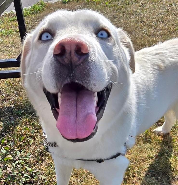 Enlarge Dio, a Adoptable mixed breed in Edmonton, AB image 5/6