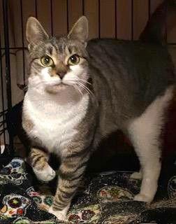 Enlarge Carmen 2 years AVAIL 1/22, a Adoptable Domestic Short Hair in Sterling, MA image 1/1
