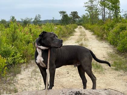Gordon, Adoptable, Adult Male Pit Bull Terrier & Mixed Breed.