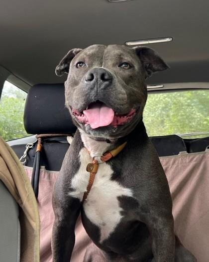 Gordon, Adoptable, Adult Male Pit Bull Terrier & Mixed Breed.