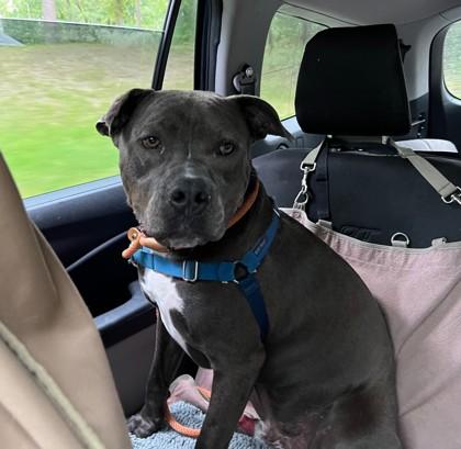 Gordon, Adoptable, Adult Male Pit Bull Terrier & Mixed Breed.