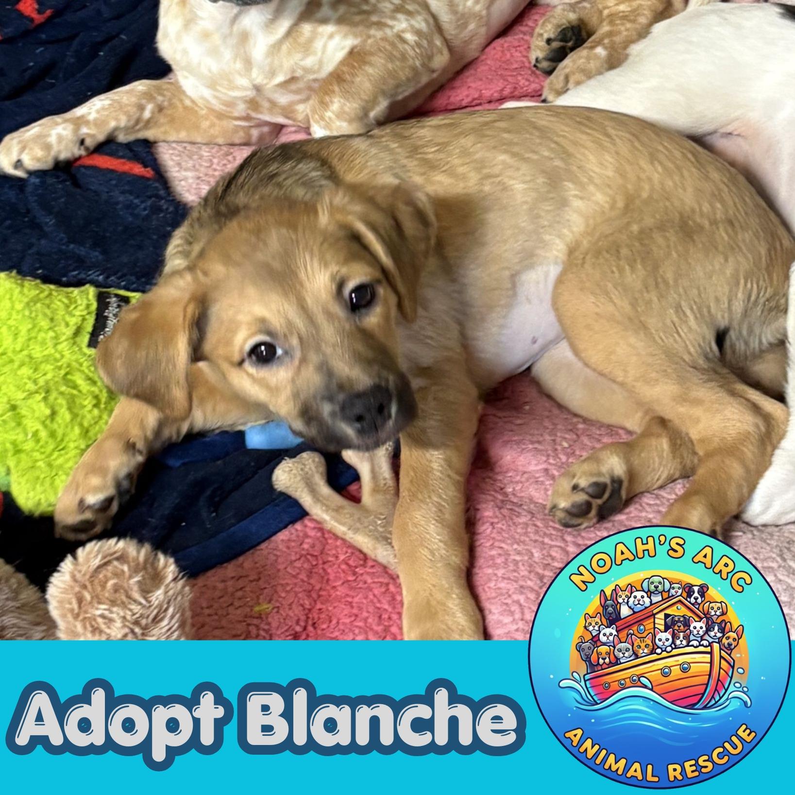 Blanche, adopted, Puppy Female Terrier.