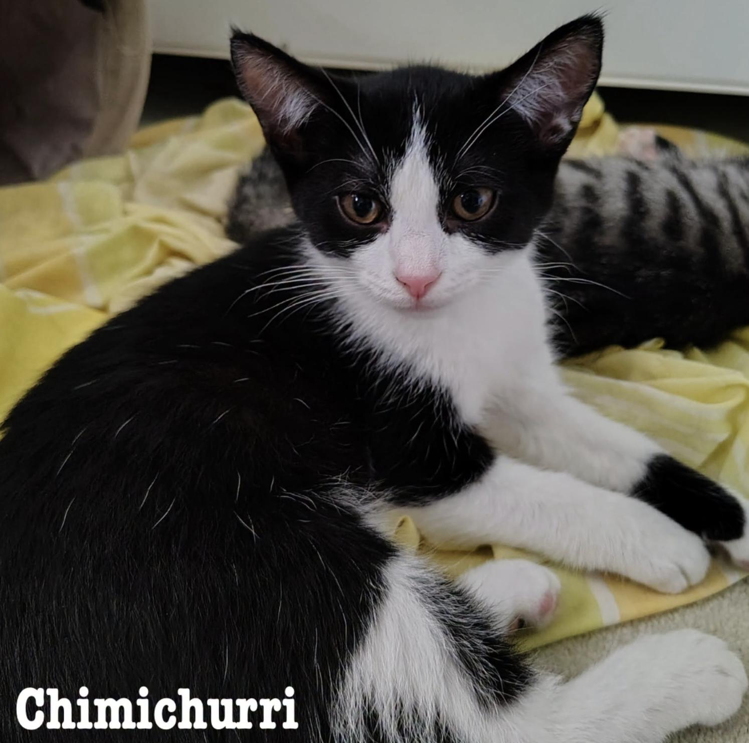 Enlarge Chimichurri, a Adoptable Domestic Short Hair in Rochester, NY image 1/2