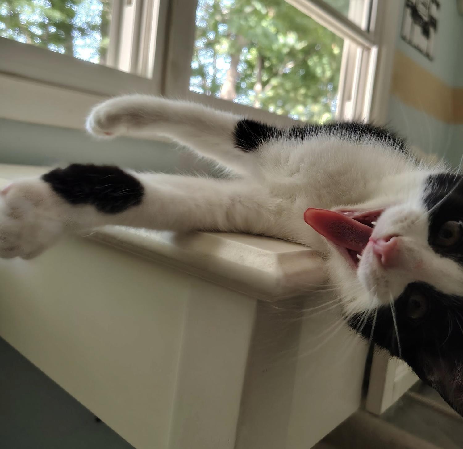 Enlarge Chimichurri, a Adoptable Domestic Short Hair in Rochester, NY image 2/2