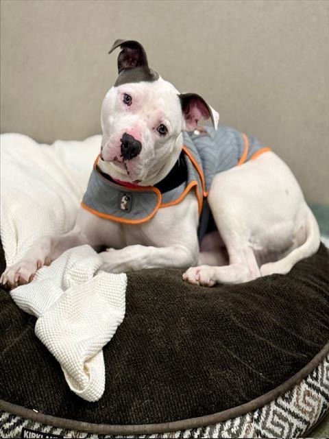 BALOO, Adoptable, Young Male Staffordshire Bull Terrier.