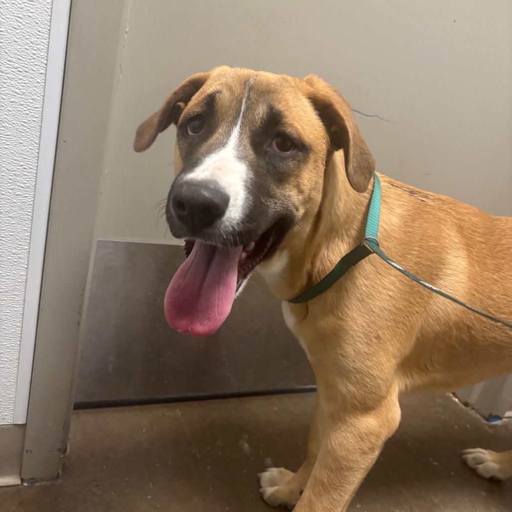 Nalah, Adoptable, Young Female Pit Bull Terrier.