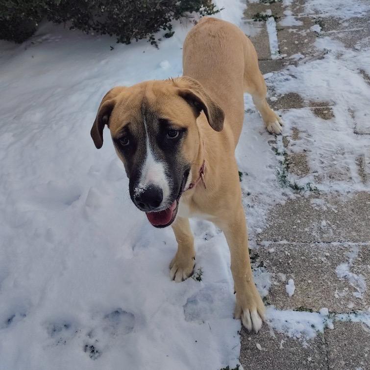 Enlarge Nalah, a Adoptable mixed breed in Tulsa, OK image 3/4