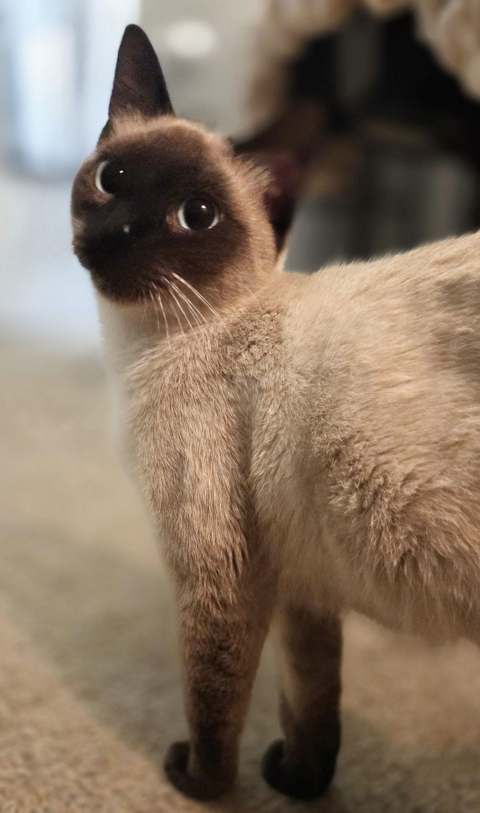 Sia 5.23.25, Adoptable, Adult Female Domestic Short Hair & Siamese.