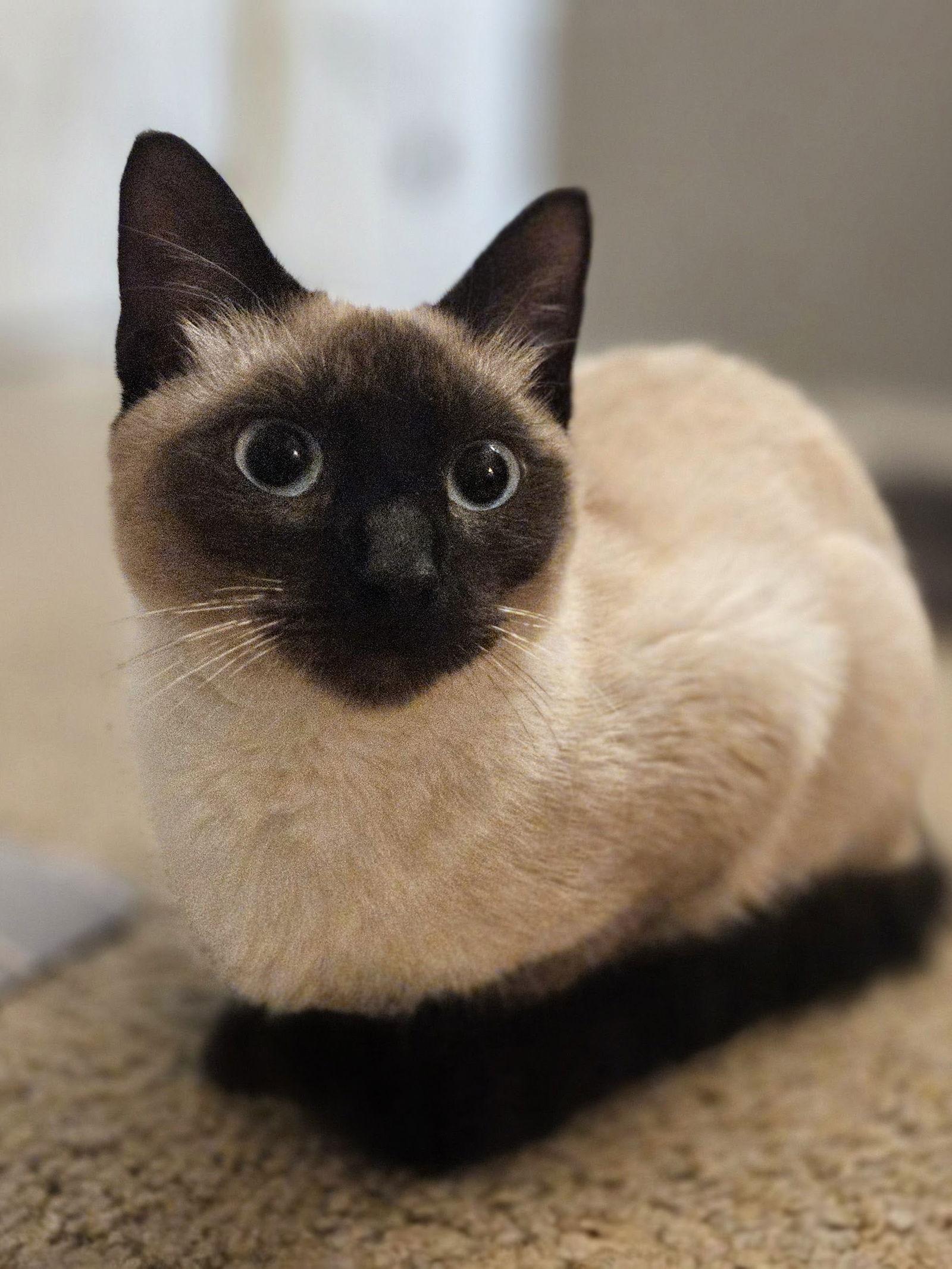 Enlarge Sia 5.23.25, a Adoptable mixed breed in Apopka, FL image 2/3