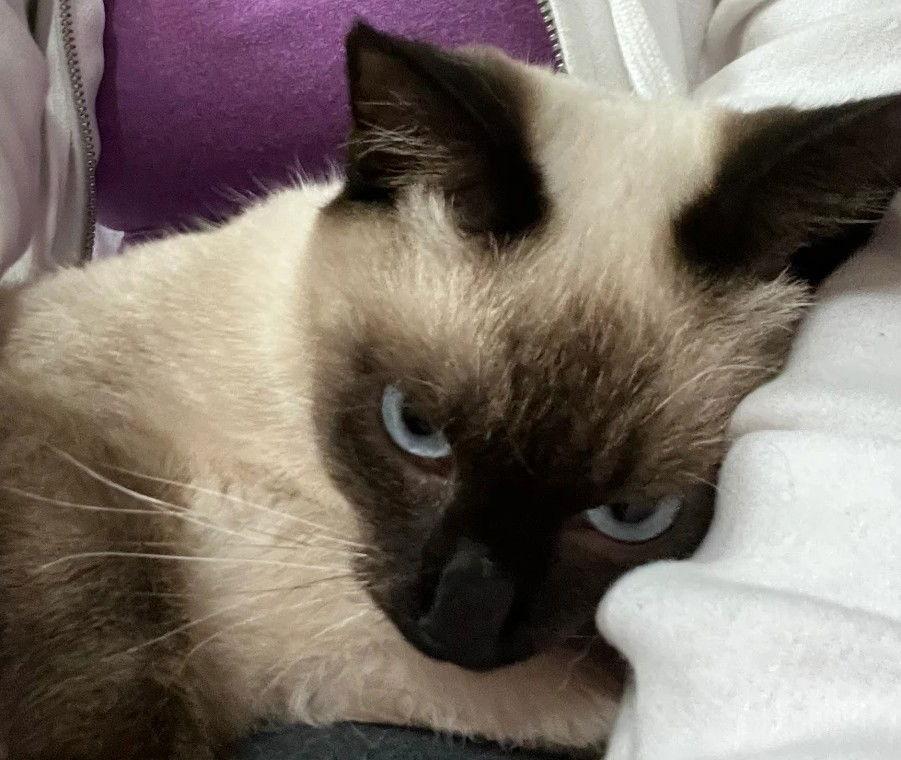 Enlarge Sia 5.23.25, a Adoptable mixed breed in Apopka, FL image 3/3