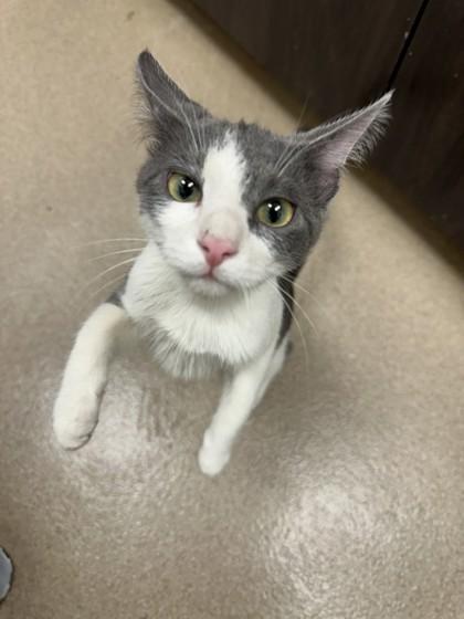 Enlarge Indy - super affectionate little guy!, an adopted Domestic Short Hair in Oshkosh, WI image 2/2