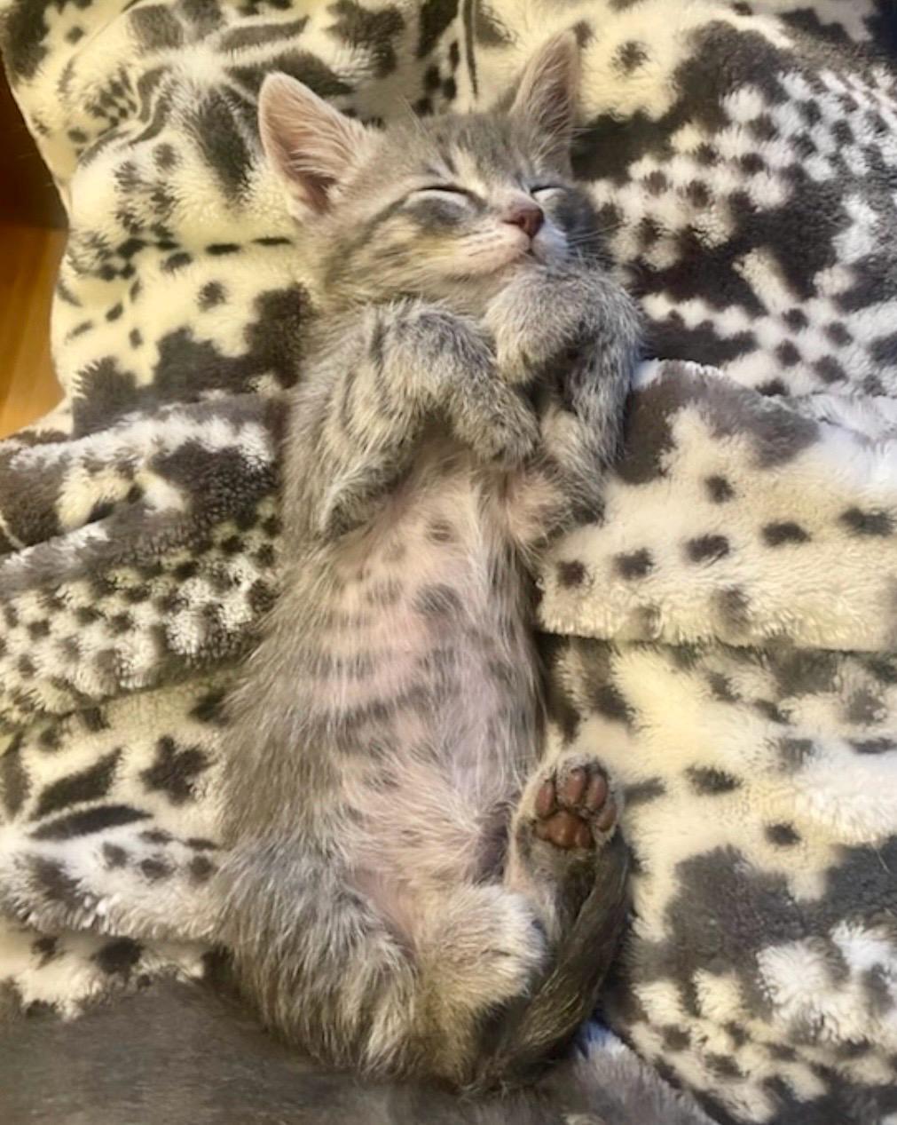 Enlarge Darwin, a Adoptable Domestic Short Hair in Decatur, IL image 5/6