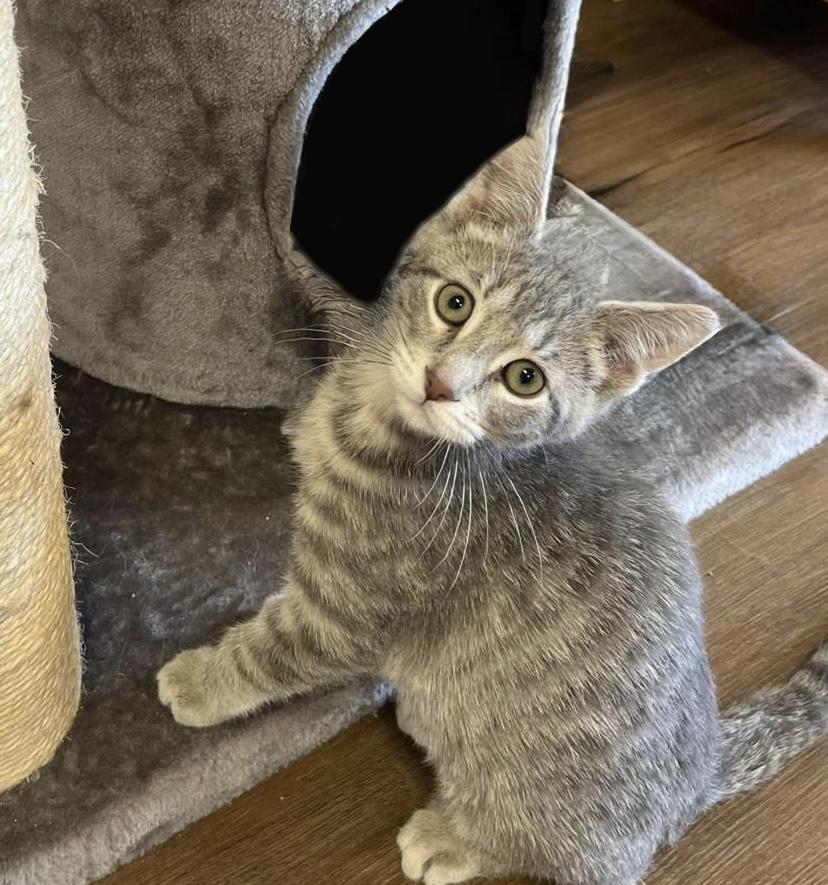 Enlarge Darwin, a Adoptable Domestic Short Hair in Decatur, IL image 2/6