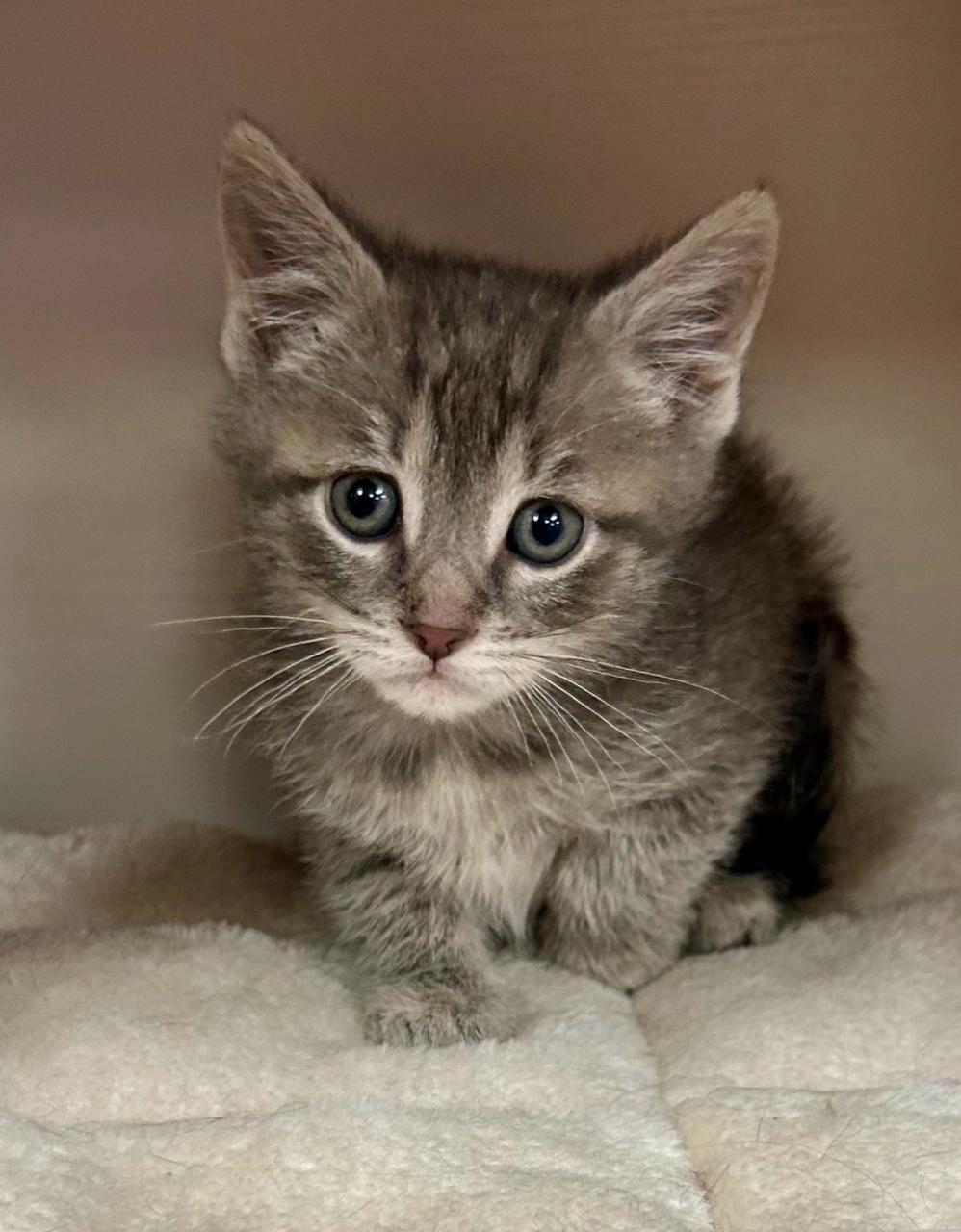 Enlarge Darwin, a Adoptable Domestic Short Hair in Decatur, IL image 3/6