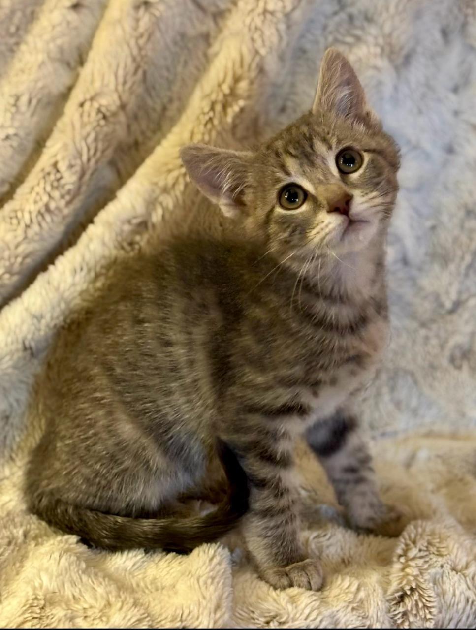 Enlarge Darwin, a Adoptable Domestic Short Hair in Decatur, IL image 4/6