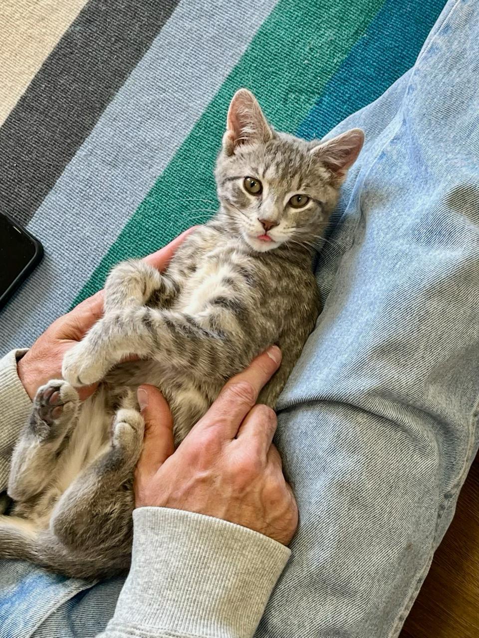 Enlarge Darwin, a Adoptable Domestic Short Hair in Decatur, IL image 1/6