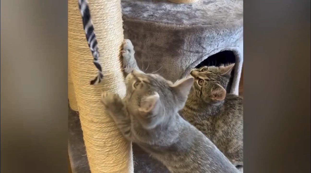 Enlarge Darwin, a Adoptable Domestic Short Hair in Decatur, IL video 6/6