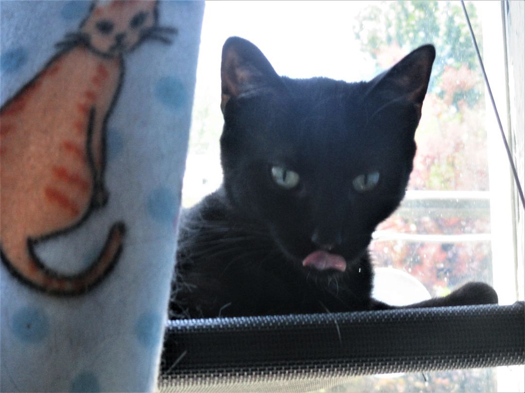 Enlarge Raven, a Adoptable Domestic Short Hair in Kenosha , WI image 1/10