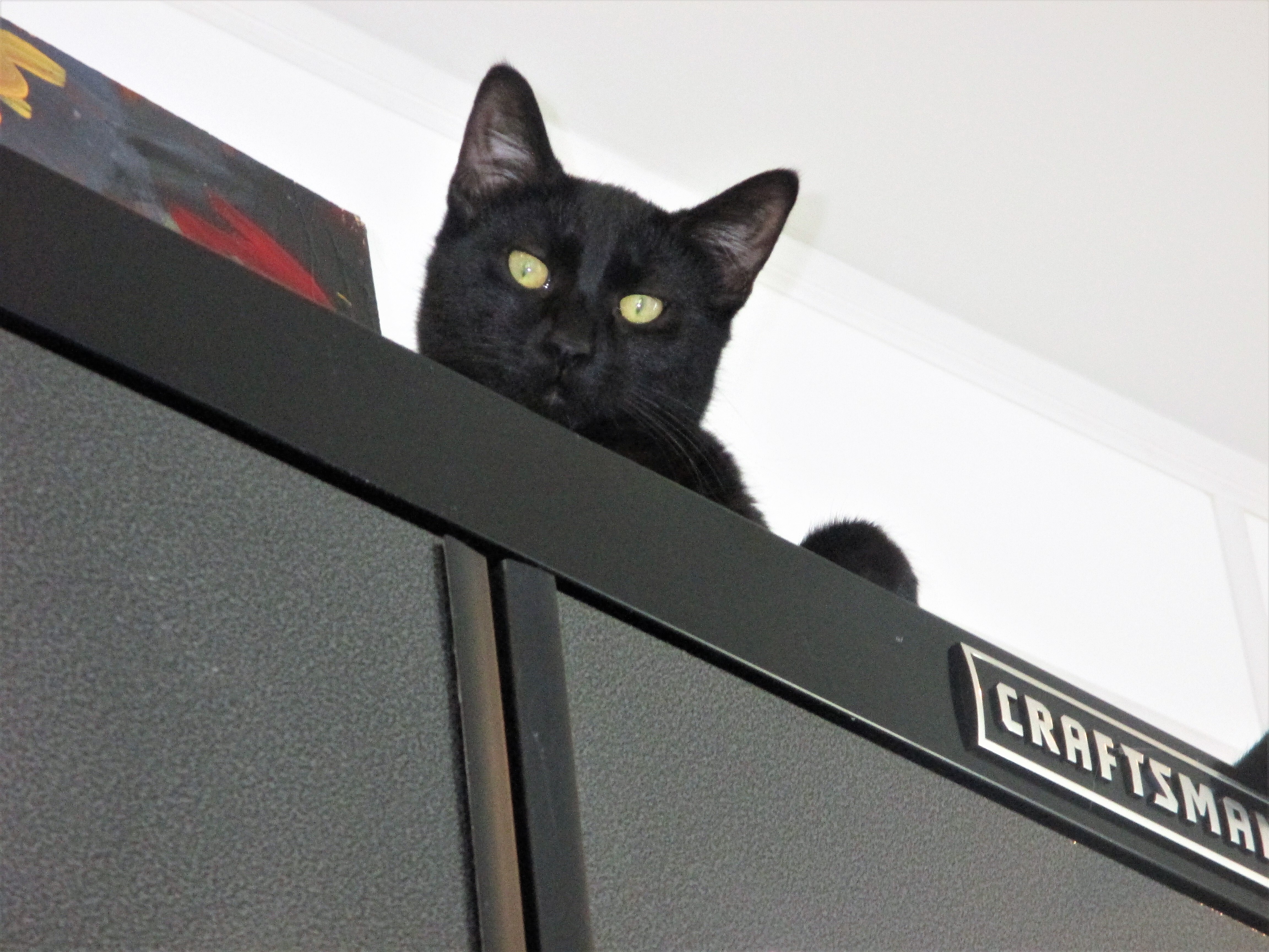 Enlarge Raven, a Adoptable Domestic Short Hair in Kenosha , WI image 2/10