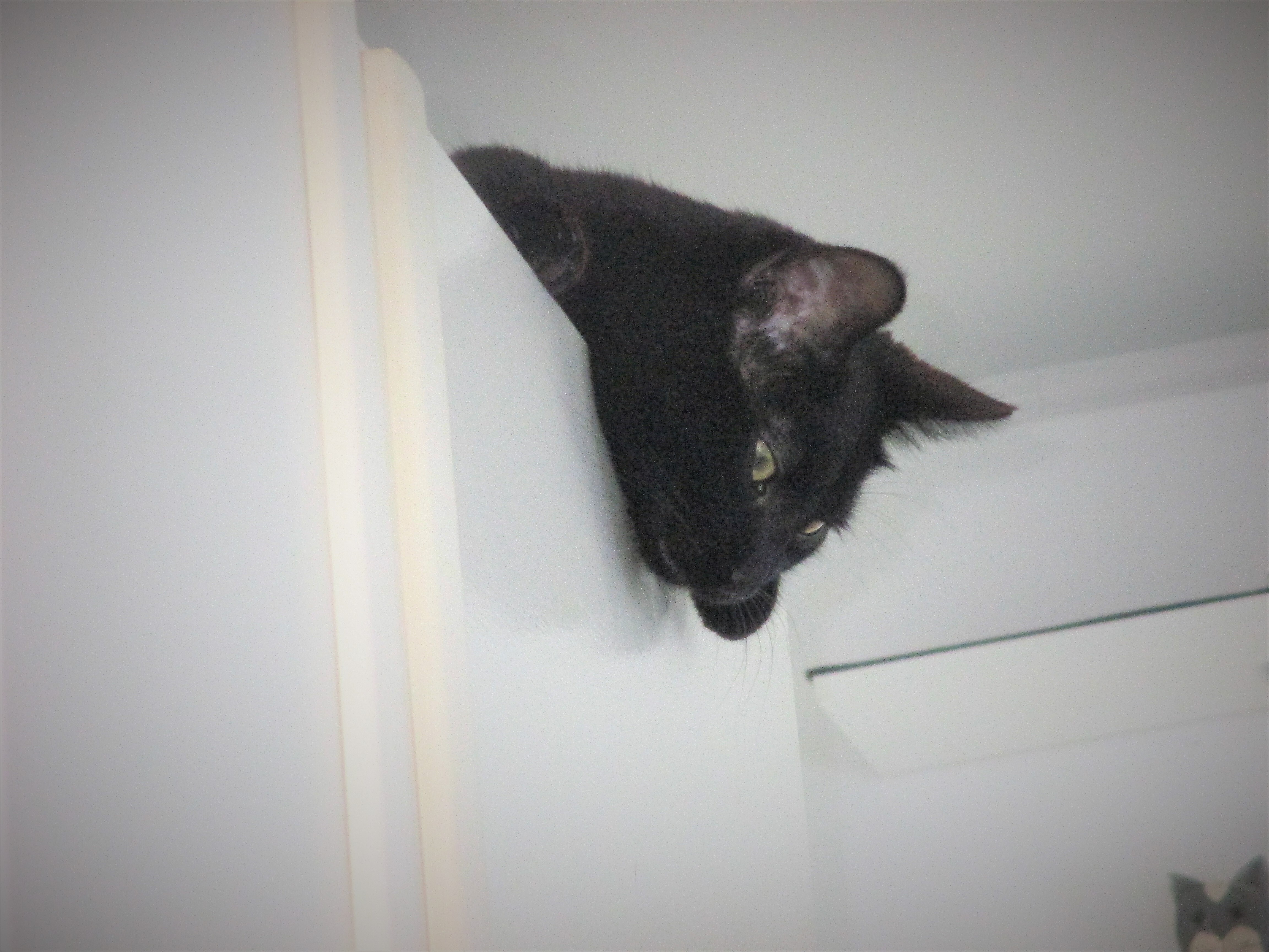 Enlarge Raven, a Adoptable Domestic Short Hair in Kenosha , WI image 3/10