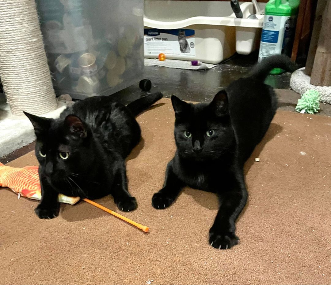 Enlarge Raven, a Adoptable Domestic Short Hair in Kenosha , WI image 4/10